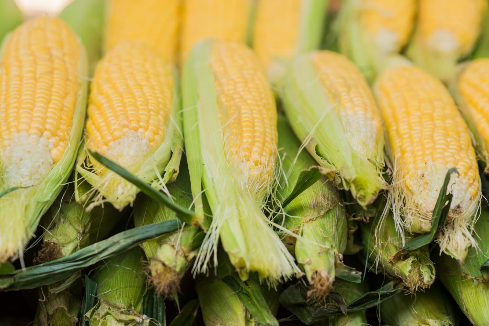 Corn field
