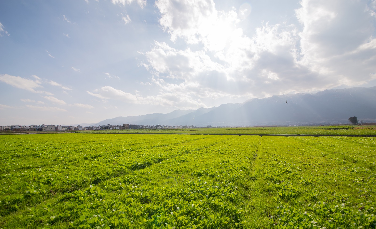 Farmland view at sunrise